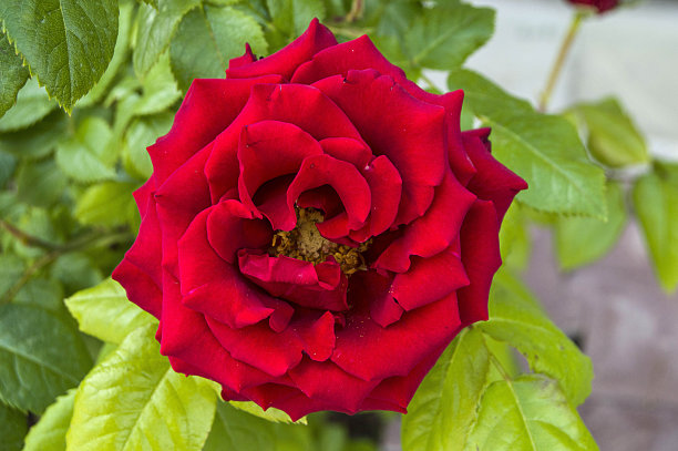 红玫瑰。红玫瑰是情人节送的。美丽的礼物是一朵红玫瑰。红玫瑰，红玫瑰图片photoshop，引人注目的美妙的红玫瑰，图片下载