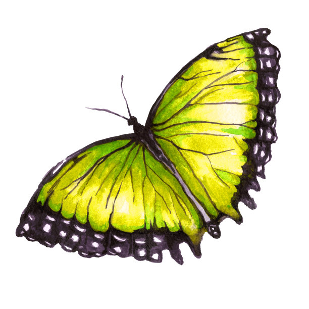 蝴蝶插画素材ID：304496274