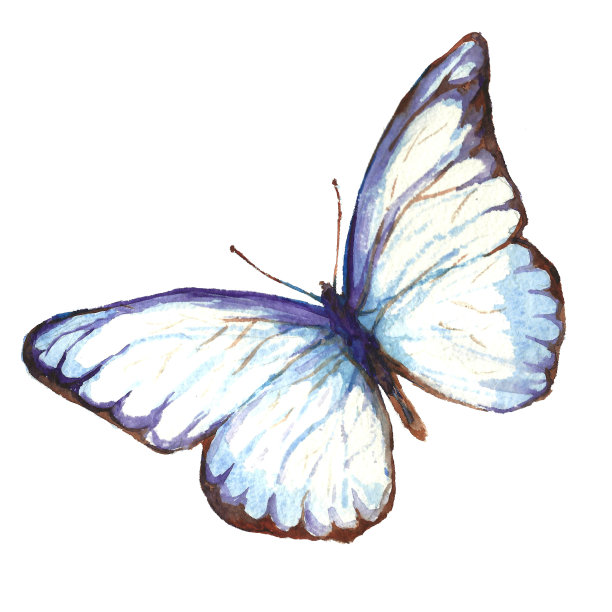 蝴蝶插画素材ID：304496298