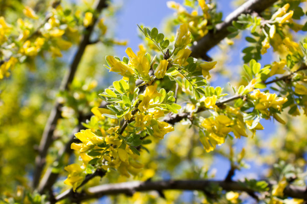 一朵盛开的金合欢的树枝图片下载