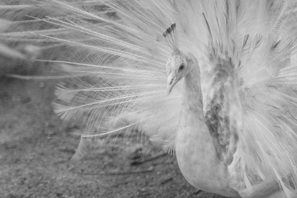 美丽的黑白抽象背景的孔雀显示美丽的羽毛和展开尾羽在繁殖季节。图片下载