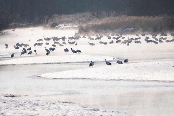 丹顶鹤照片素材ID：304504578