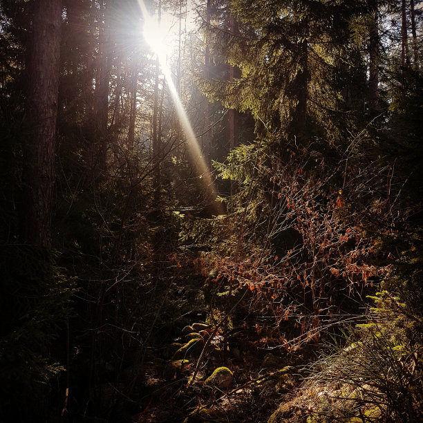 阳光穿过森林。早期的下午。图片下载