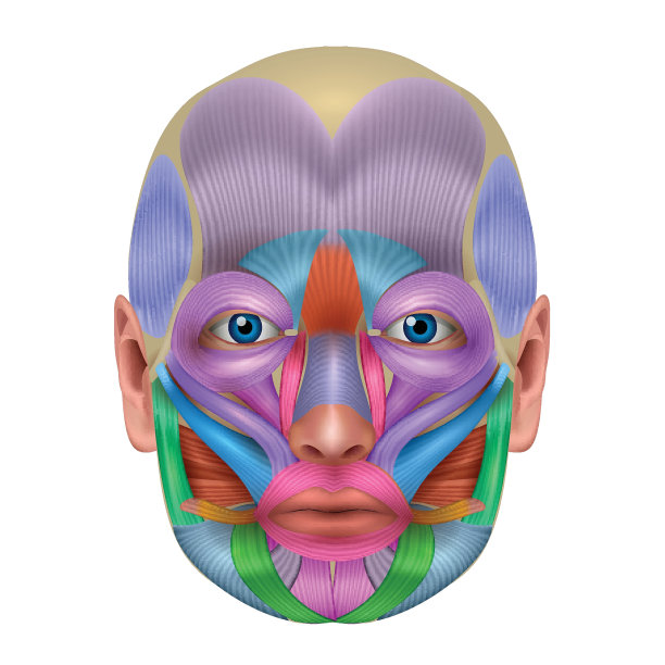 色彩斑斓的面部肌肉图片下载