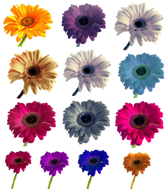 许多大而美丽的非洲菊没有背景，非洲菊在孤立的背景上设置颜色。图片下载