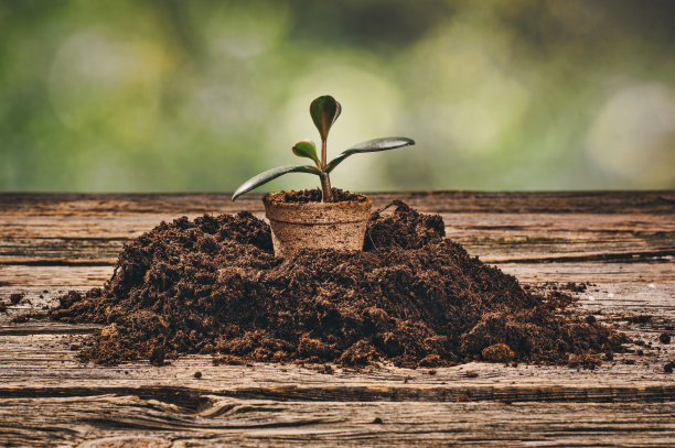 在花园的天然木质背景上种植一盆植物图片下载