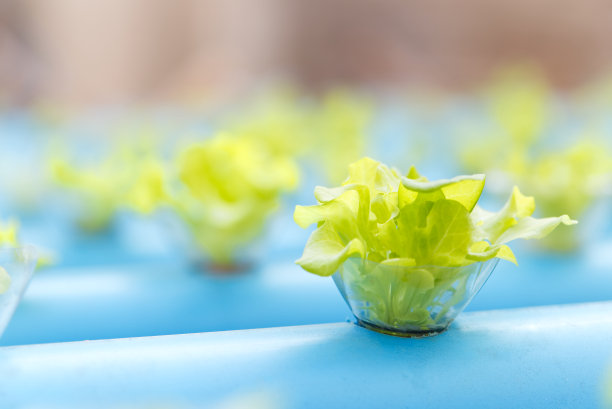 在水培农场的白色托盘中接近新鲜蔬菜的绿色。图片下载