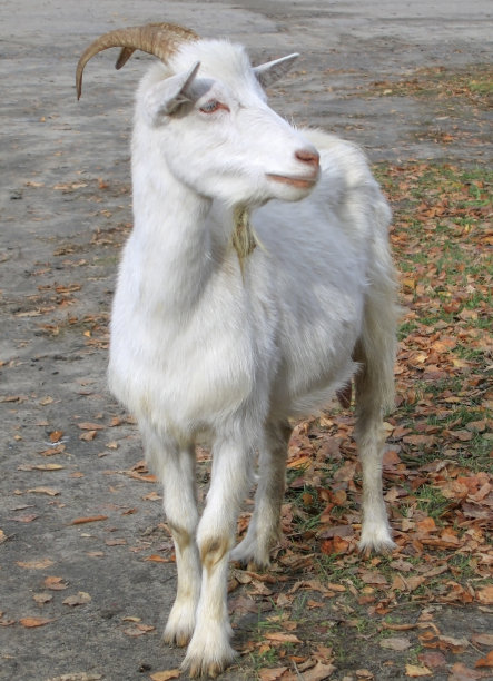白色的山羊。图片下载