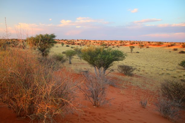 喀拉哈里图片下载