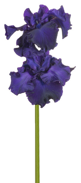 花孤立在白色上图片下载