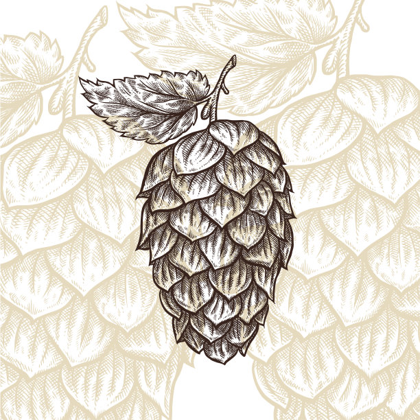 Hop雕刻绘制矢量插图图片下载