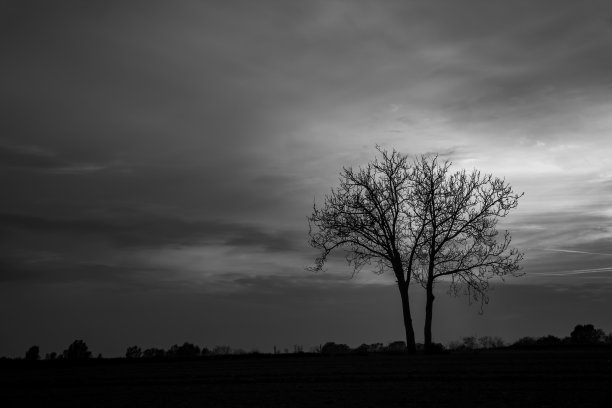 孤独的树图片下载