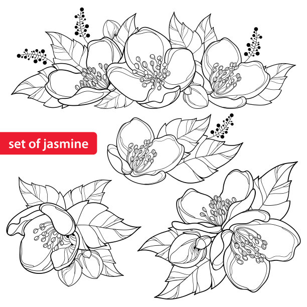 向量集与轮廓茉莉花束，芽和华丽的叶在黑色孤立在白色背景。图片下载