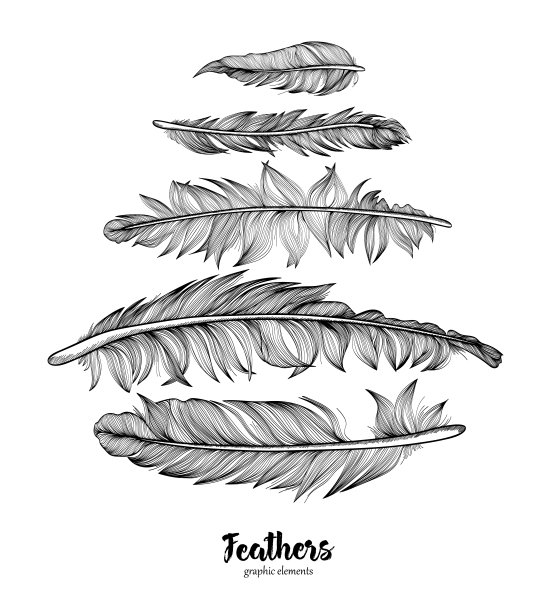 手绘羽毛设置在白色背景图片下载