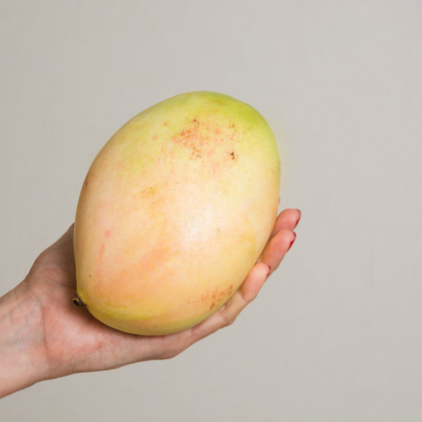 女人的手里拿着一个成熟的芒果。图片下载