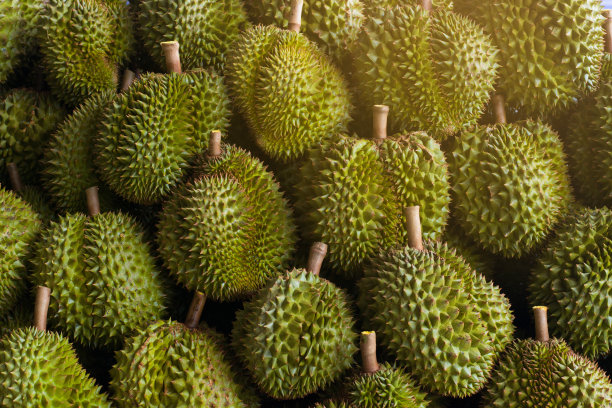 榴莲有绿色的刺，漂亮的布局和自然的光线。图片下载