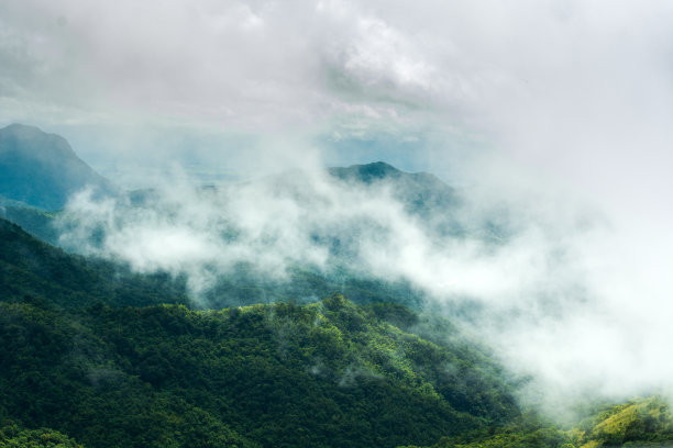 森林图片素材ID：304565118