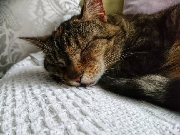 睡觉的猫图片下载