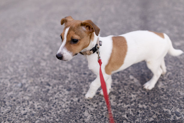 一个小女孩在遛杰克罗素小狗图片下载