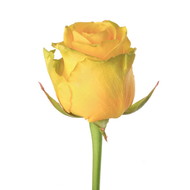 黄色的玫瑰花蕾图片下载