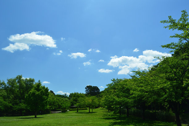 初夏的公园，蓝天，绿色的森林，草地和白云图片下载