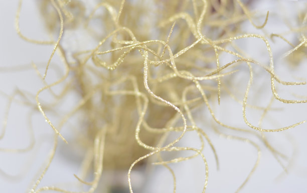 纹理金光闪闪的线条图片下载