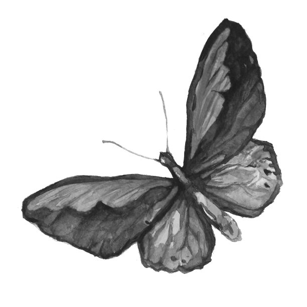 黑白色的蝴蝶。图片下载