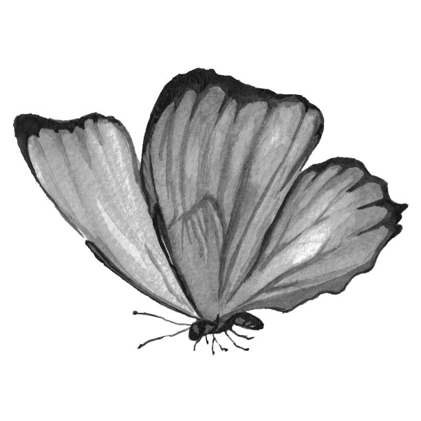 黑白色的蝴蝶。图片下载