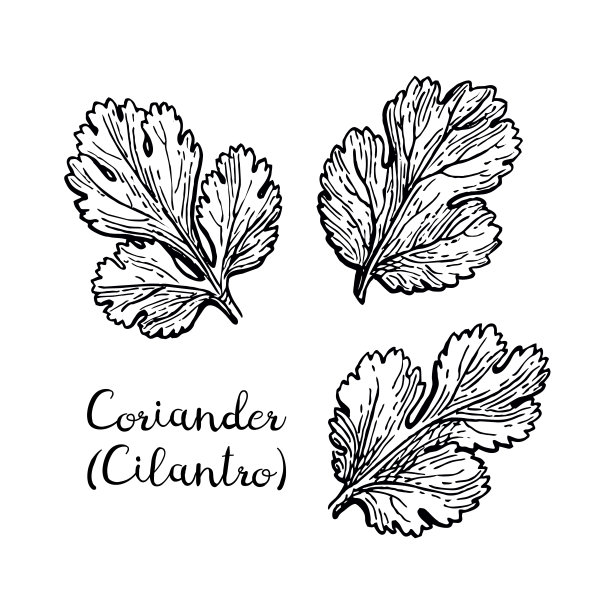 香菜墨水草图。素材图片