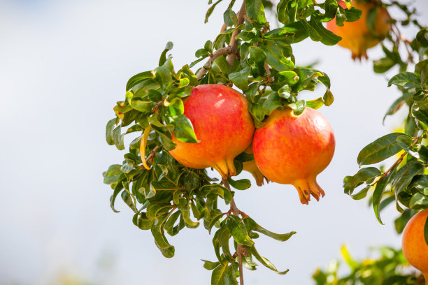 这是一张石榴水果的照片。图片下载