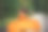 后面的观点，有吸引力的女人在长橙色连衣裙图片下载