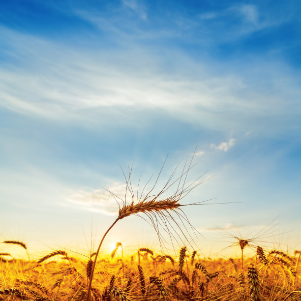 夕阳下田野上金黄色的小麦图片下载