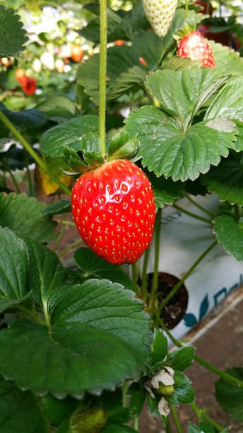 鲜红的草莓在田野里可口图片下载