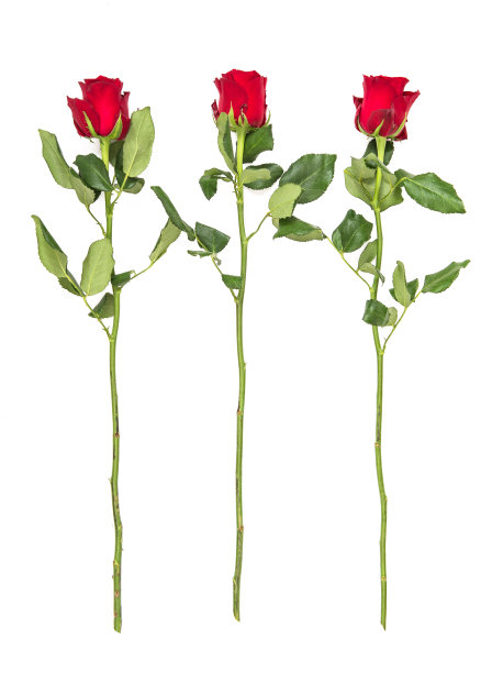 玫瑰花照片素材ID：304598220