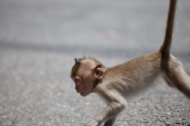 可爱的猴子图片下载