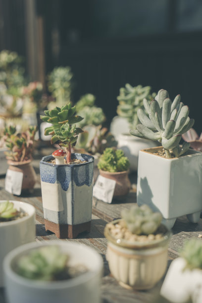 肉质植物图片下载