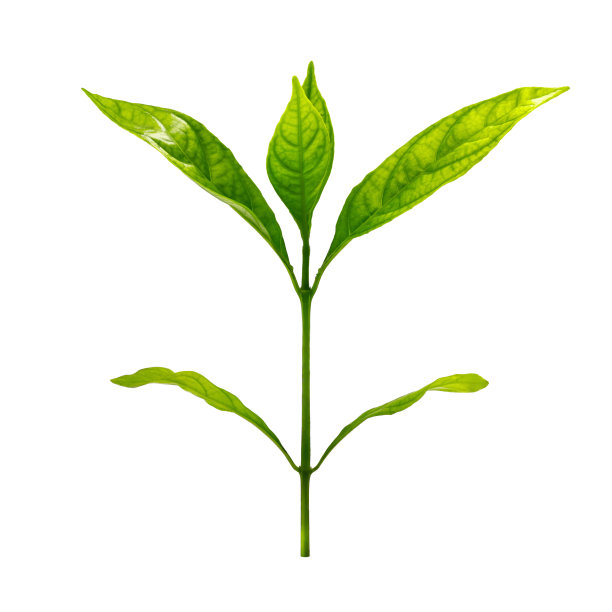 在孤立的白色背景上的小植物图片下载