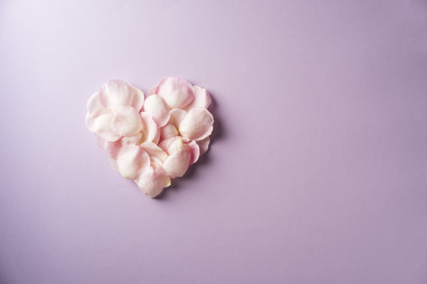 紫色背景上的粉色玫瑰花瓣素材图片