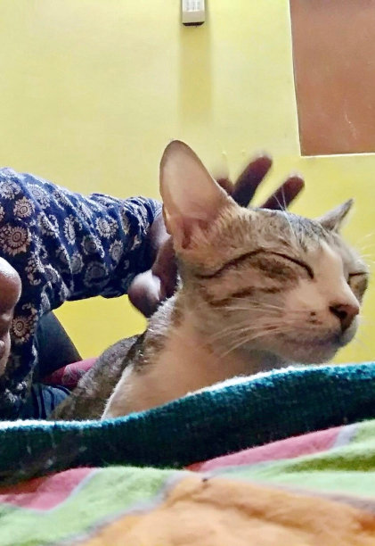 可爱的猫图片下载