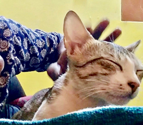 可爱的猫图片下载