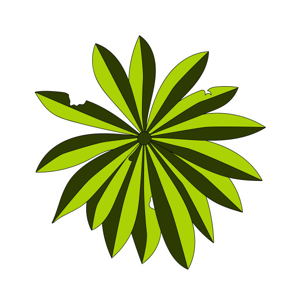 孤立的绿色热带叶在白色的背景上图片下载