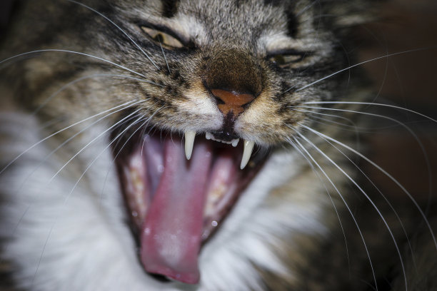 打哈欠繁殖缅因猫，近距离。图片下载