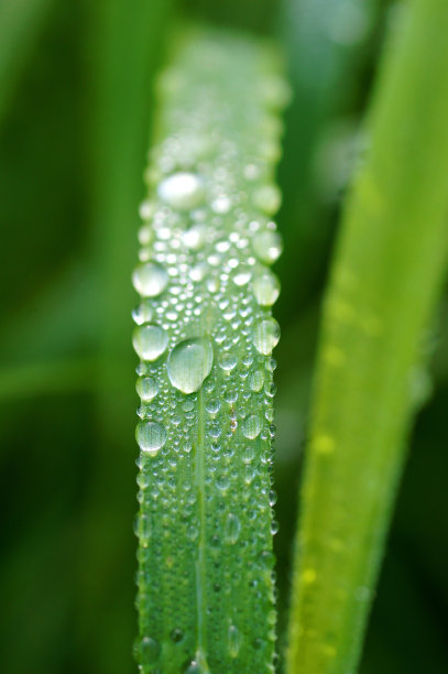 绿草上的水滴露珠图片素材图片