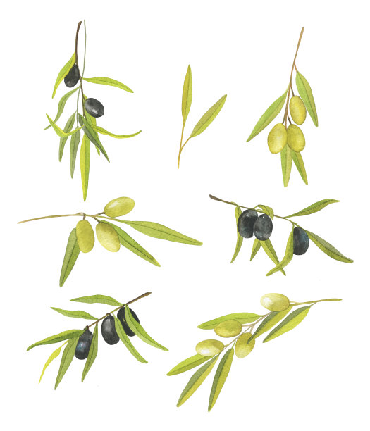 集手绘水彩橄榄枝素材图片