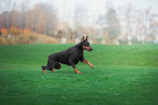 黑色杜宾犬在绿草上奔跑图片下载
