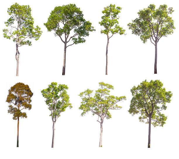 一组绿树孤立在白色背景，对象孤立在白色。图片下载