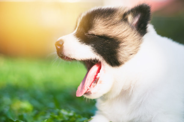 狗bangkaew在早上的草地上玩耍图片下载