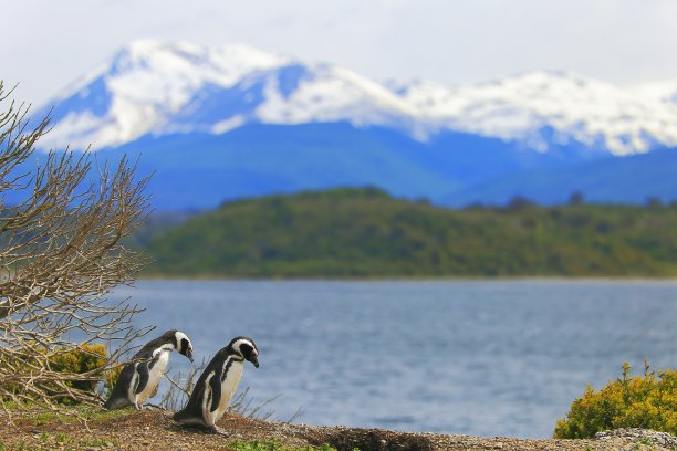 企鹅夫妇沿着一个僻静的海滩，火地岛，阿根廷-南美图片下载