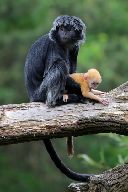 Java叶猴肖像图片下载