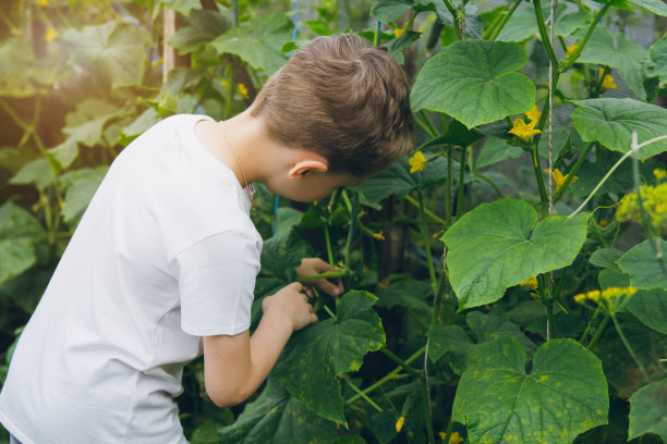 男孩拿着刚从花园里摘下来的黄瓜。图片下载